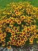 Coreopsis Curry Up