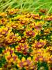 Coreopsis Daybreak