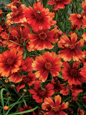 Link to Coreopsis Desert Coral