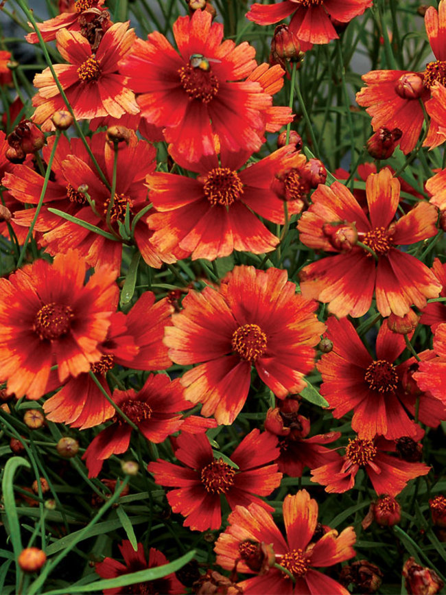 Coreopsis Desert Coral