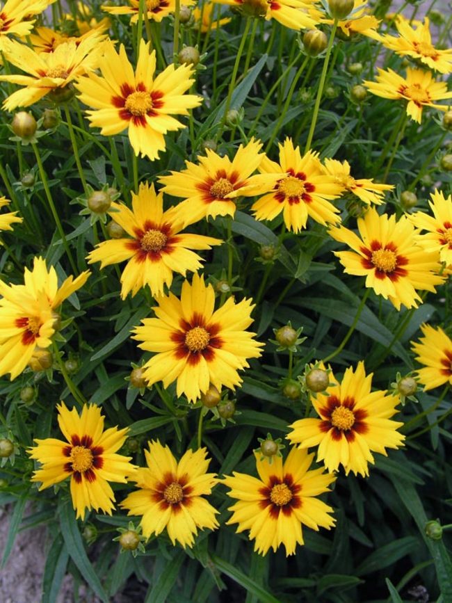 Coreopsis Domino