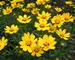 Coreopsis Domino