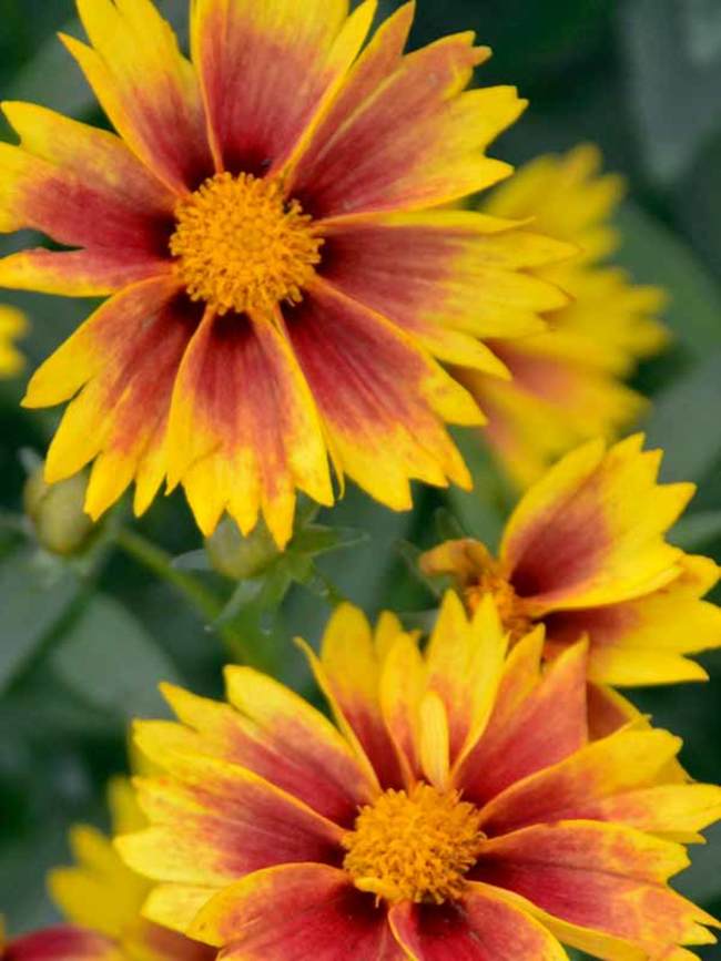 Coreopsis Enchanted Eve