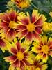 Coreopsis Enchanted Eve