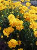 Coreopsis Early-Sunrise