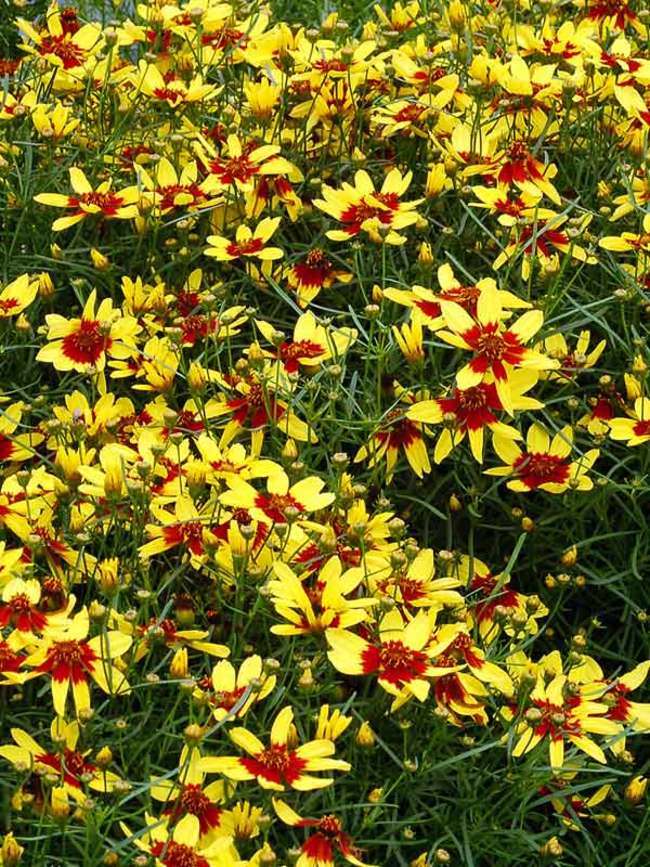 Coreopsis Firefly