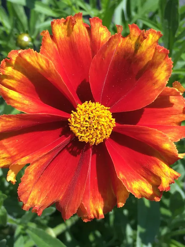 Coreopsis Firewheel