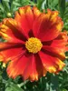 Coreopsis Firewheel