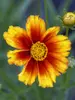 Coreopsis Firewheel