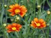 Coreopsis Firewheel