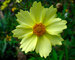 Coreopsis Full Moon