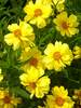 Coreopsis Galaxy