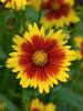 Coreopsis Uptick Gold and Bronze
