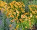 Coreopsis Uptick Gold and Bronze