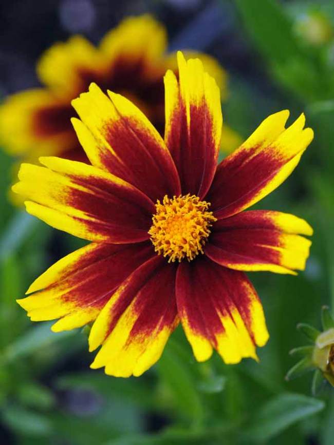 Coreopsis Golden Stardust Bluestone Perennials