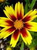 Coreopsis Golden Stardust