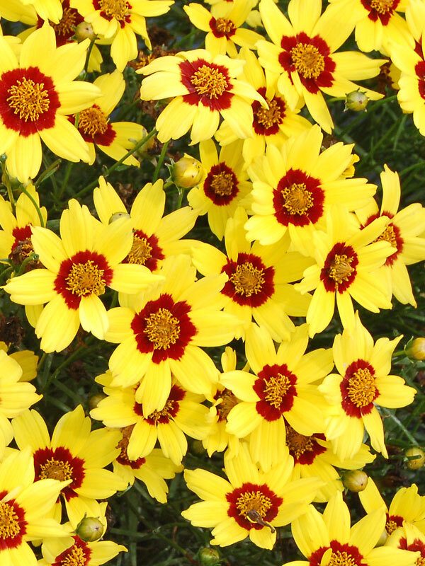 Coreopsis Gold Nugget