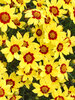 Coreopsis Gold Nugget