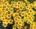 Coreopsis Gold Nugget