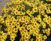 Coreopsis Gold Nugget