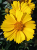 Coreopsis Goldfink