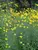 Coreopsis Gold Standard