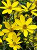 Coreopsis Flower of Hope