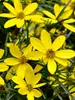Coreopsis Flower of Hope