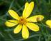 Coreopsis Flower of Hope
