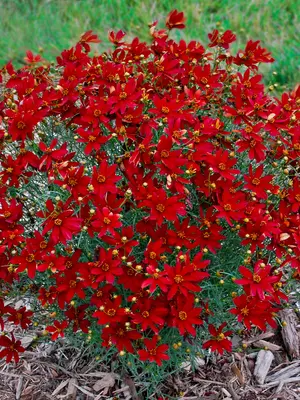 Link to Coreopsis Hot Paprika