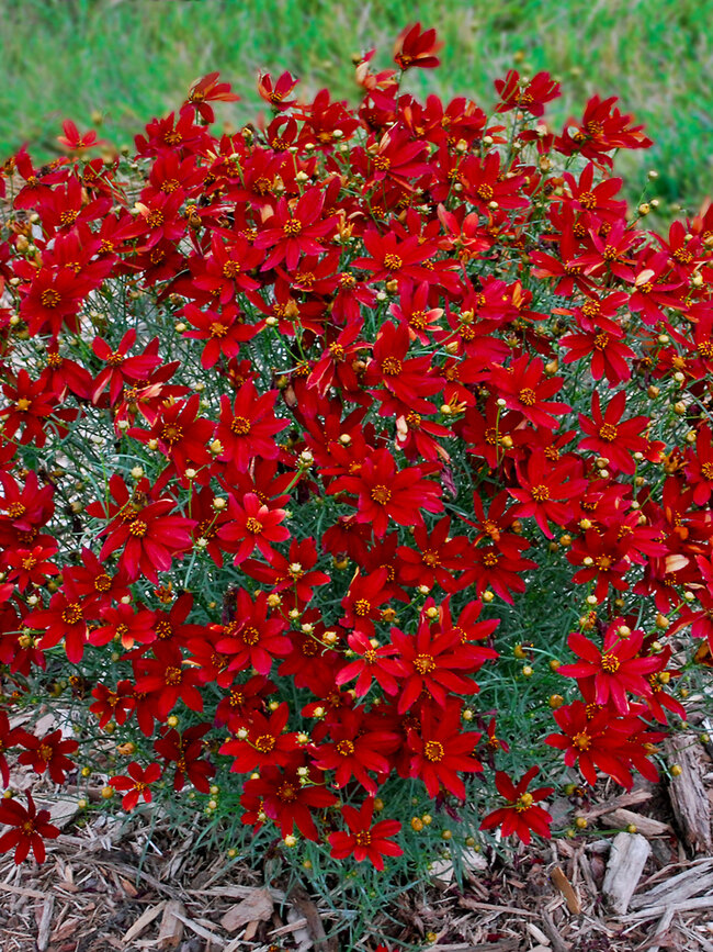 Coreopsis Hot Paprika