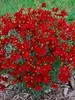 Coreopsis Hot Paprika