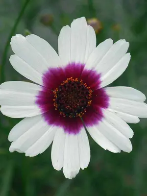 Link to Coreopsis Ice Wine