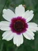 Coreopsis Ice Wine