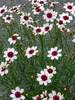 Coreopsis Ice Wine