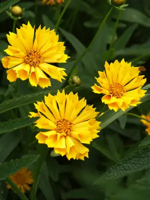 Link to Coreopsis Jethro Tull
