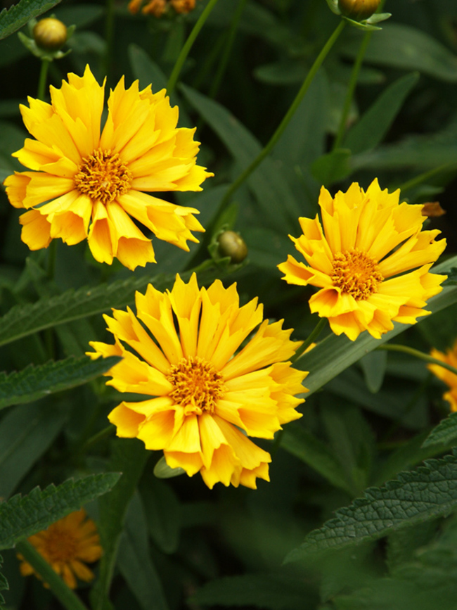 Coreopsis Jethro Tull