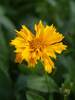 Coreopsis Jethro Tull