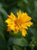 Coreopsis Jethro Tull