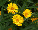 Coreopsis Jethro Tull