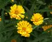 Coreopsis Jethro Tull