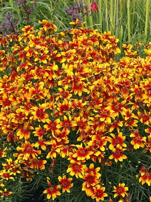 Link to Coreopsis Lightning Bug