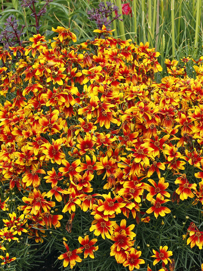 Coreopsis Lightning Bug