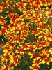 Coreopsis Lightning Bug