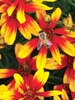 Coreopsis Lightning Bug