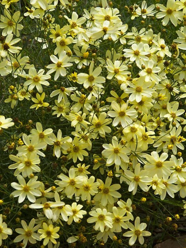 Coreopsis Moonbeam