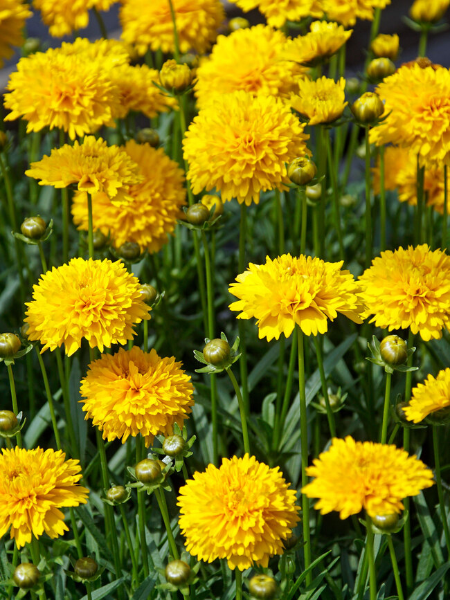 Coreopsis Moonswirl