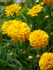 Coreopsis Moonswirl