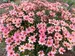 Coreopsis Nova Sunstone