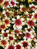 Coreopsis Peach Sparkle